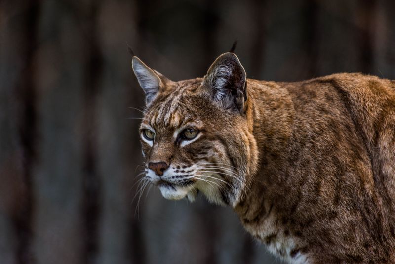 Bobcats