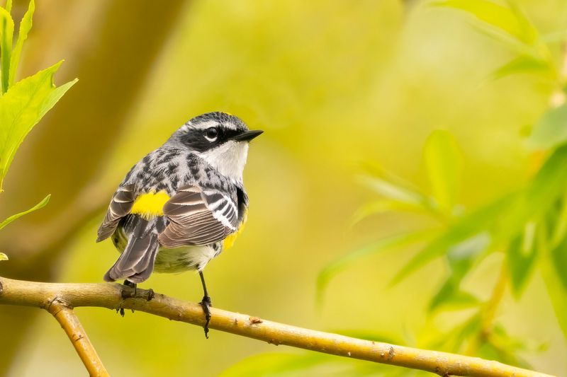 Yellow-rumped Warblers Clear Insects From Gardens