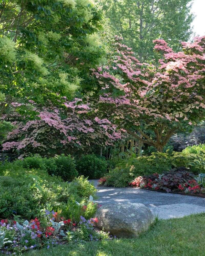 Dogwood