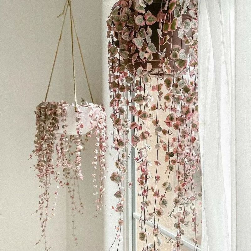 String of Hearts