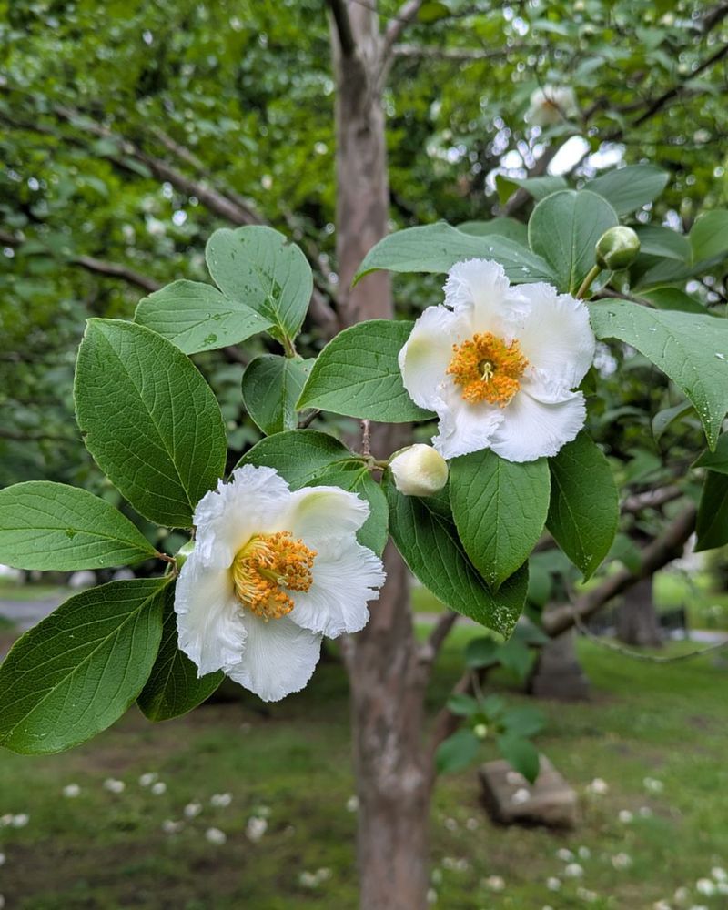 Stewartia