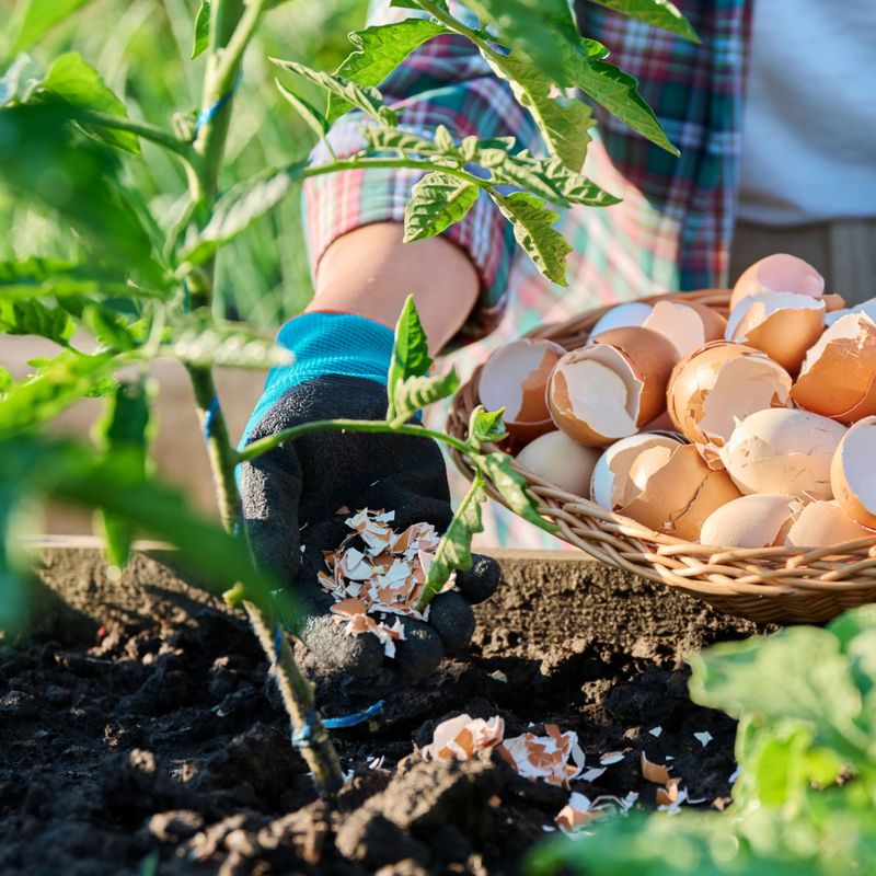 Add Crushed Eggshells To Soil