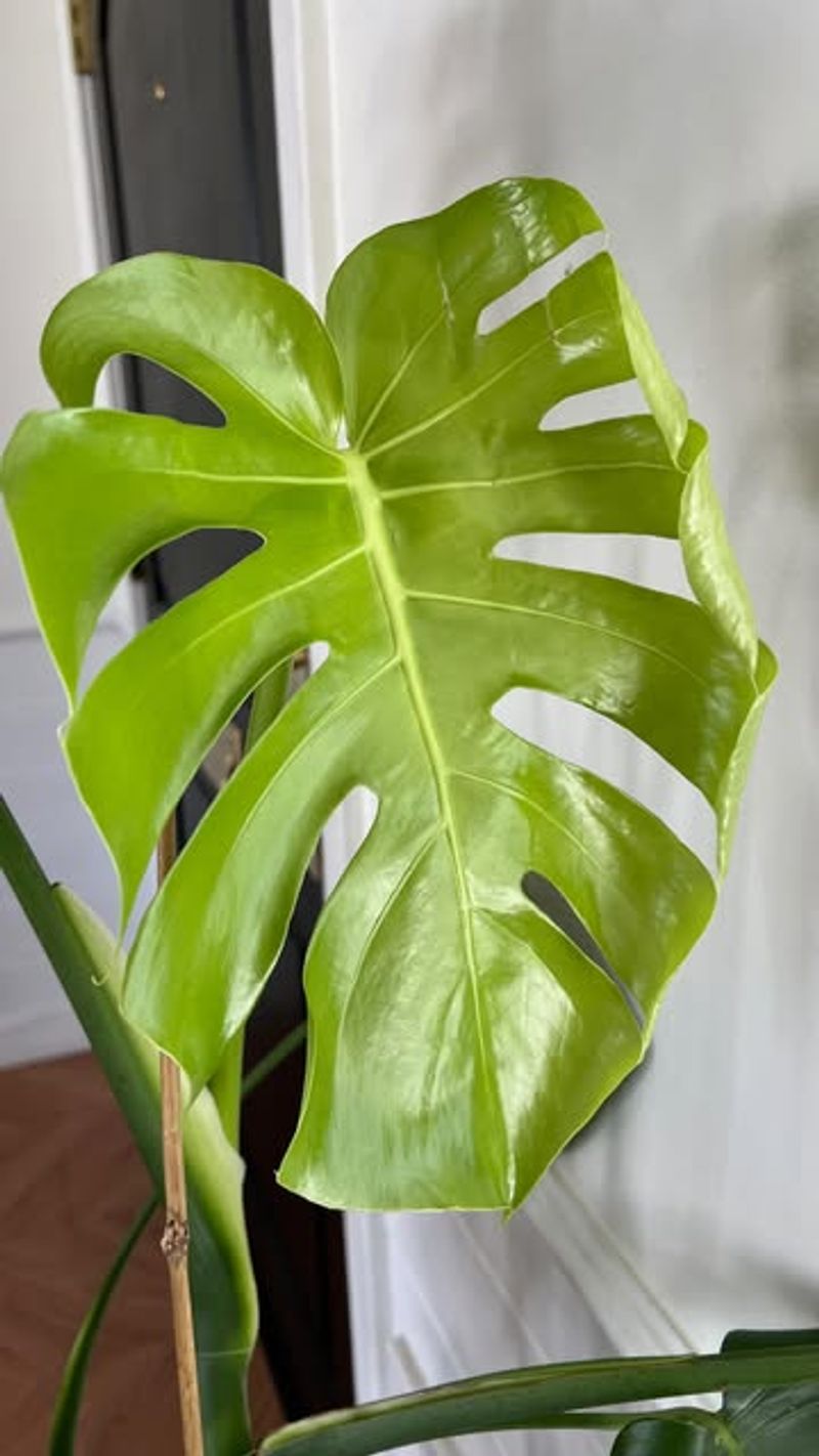 Leaf Drop Without Yellowing