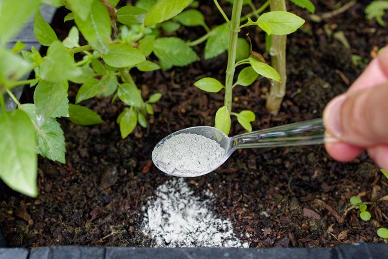 Add Mycorrhizal Fungi