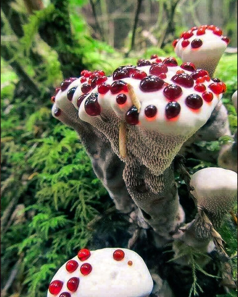 Bleeding Tooth Fungus