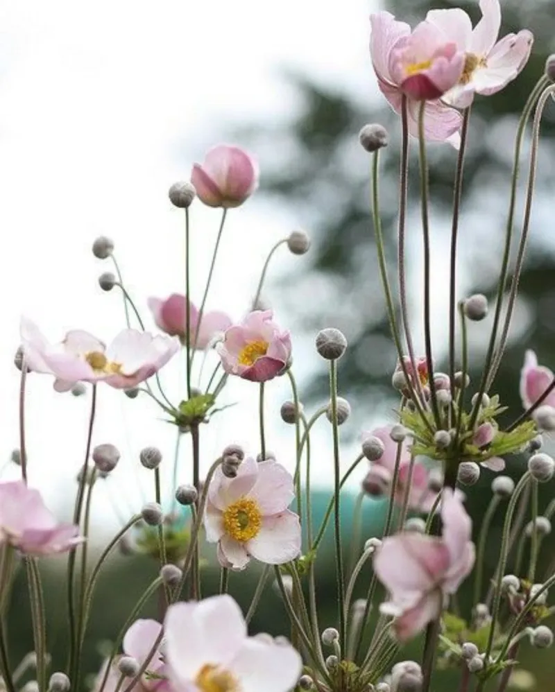 Tranquil Japanese Anemone