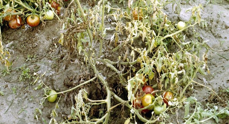 Remove And Destroy Virus-Infected Plants