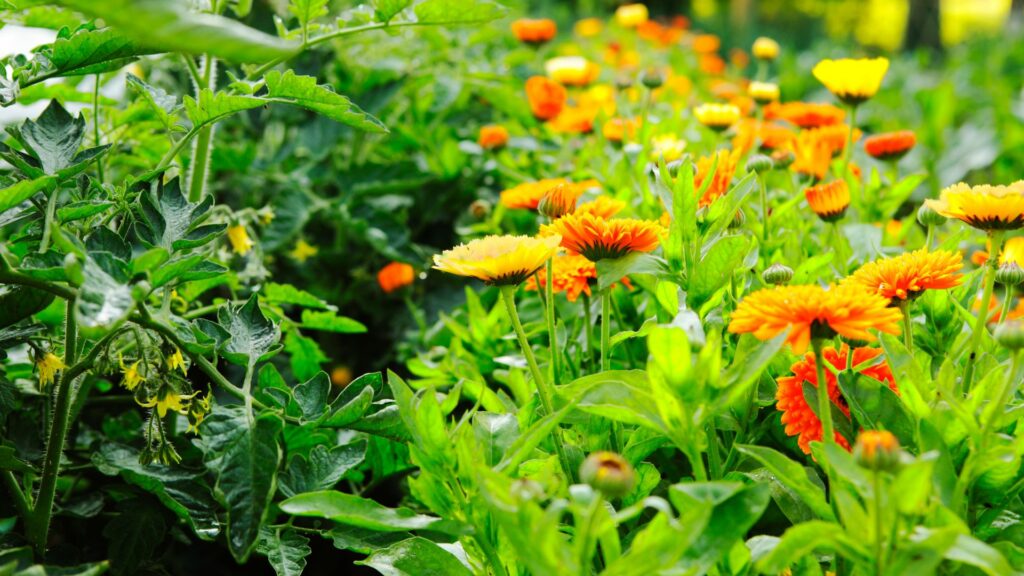 marigolds in garden