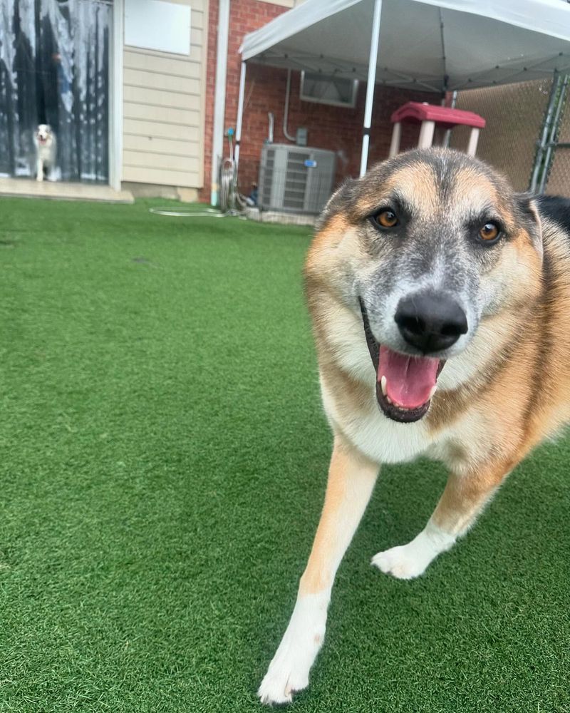 Keep Pets Inside Or Supervised