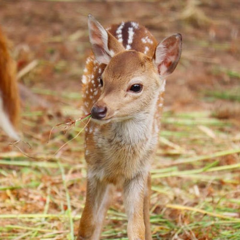 NEVER Feed The Fawn