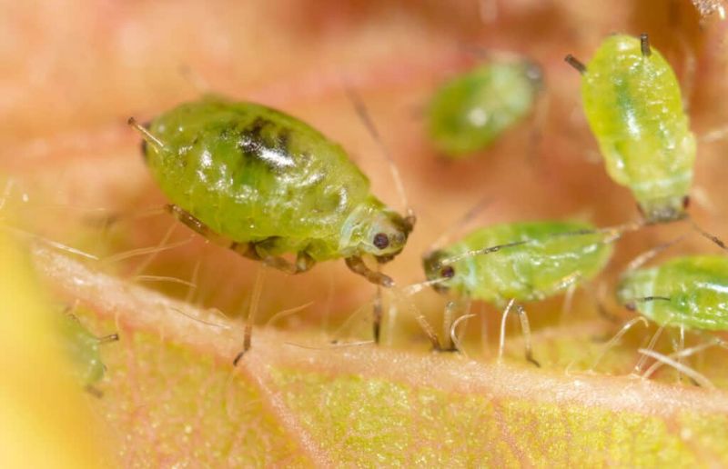 Monitor And Manage Pests