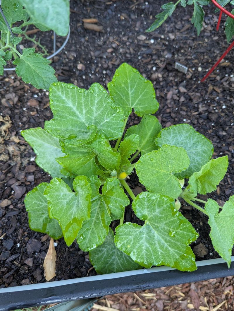 Thin Fruit Clusters