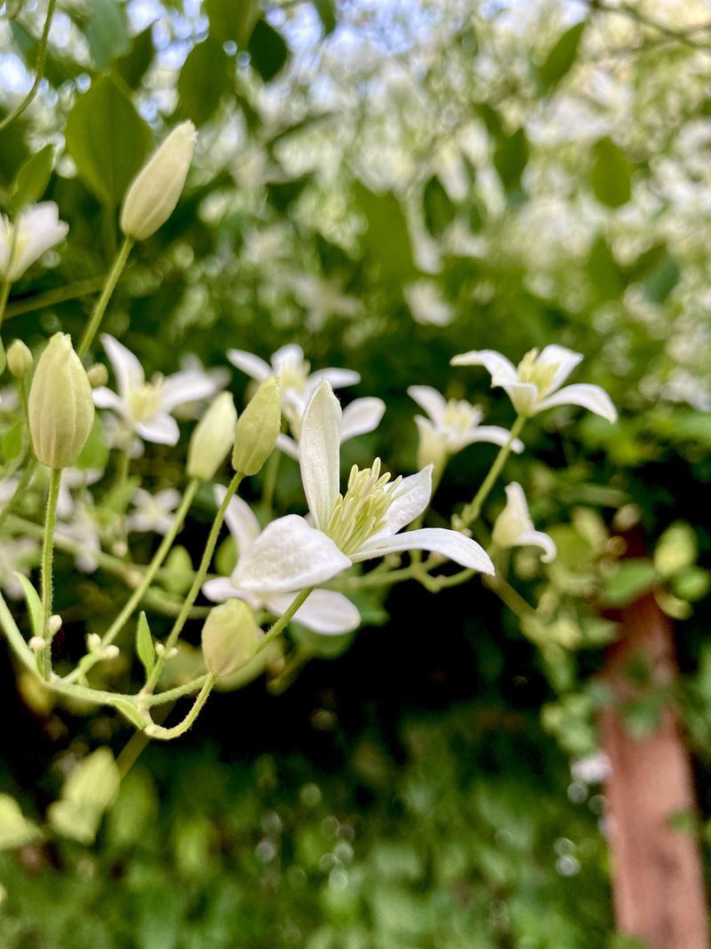 Consider Using Growth Stimulants