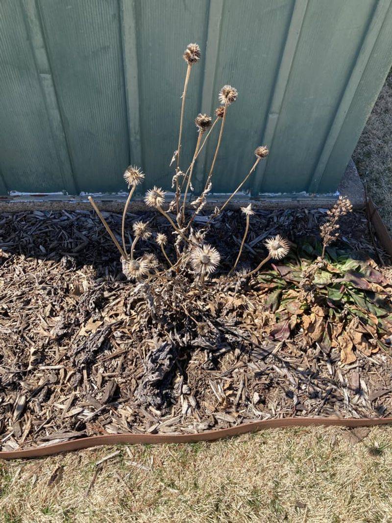 Pruning Spring Bloomers