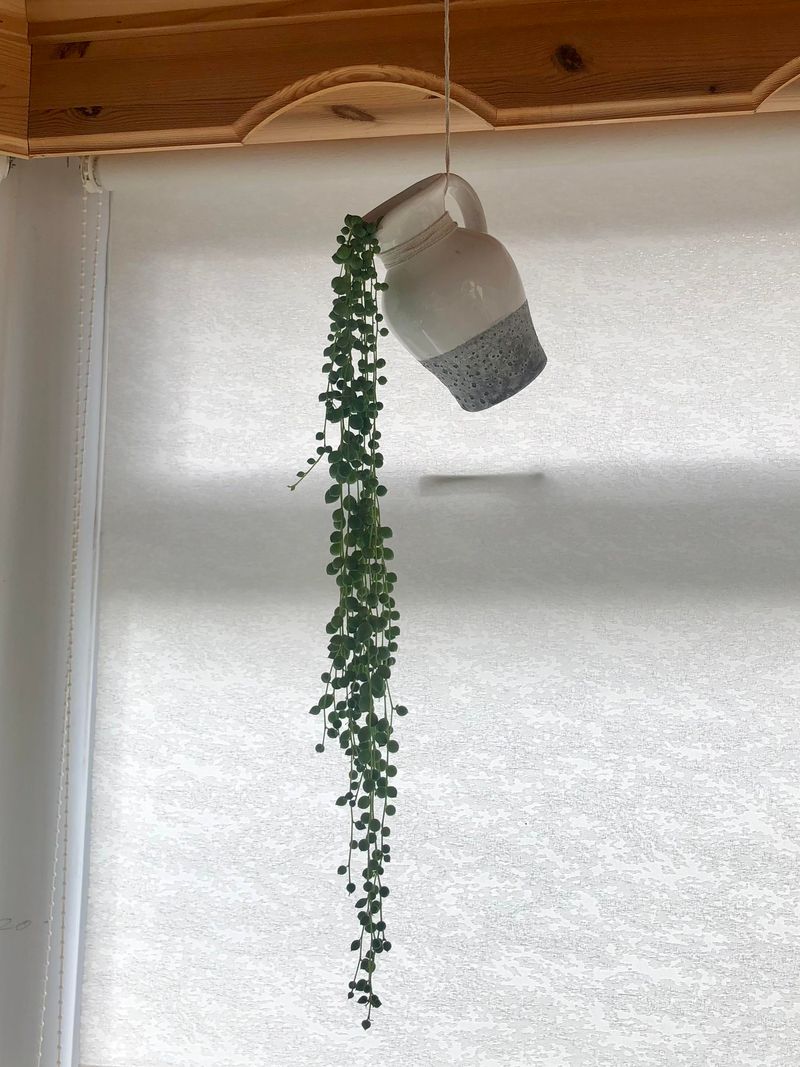 Display Ideas