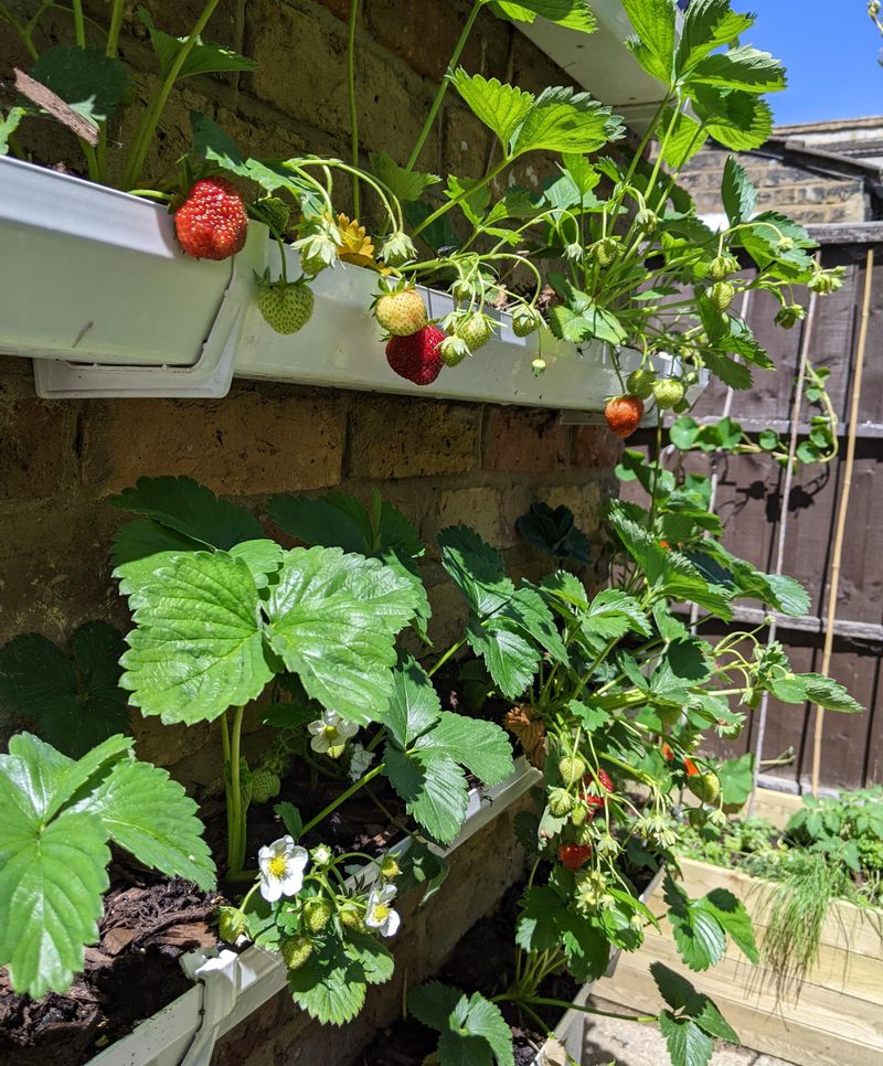 Hanging Gutter Strawberry Systems