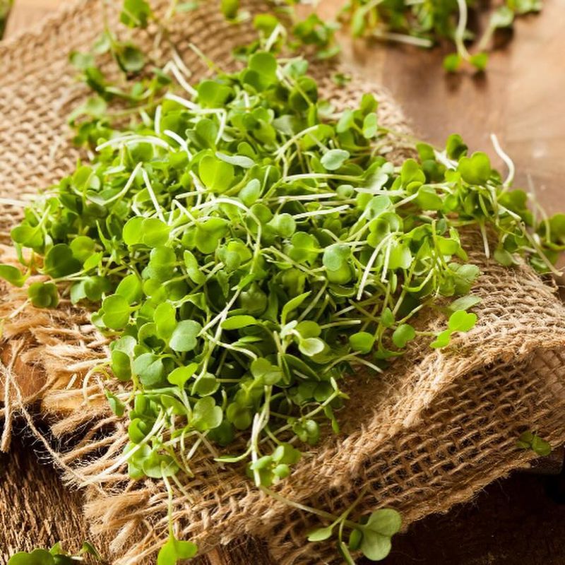 Kitchen Counter Microgreens