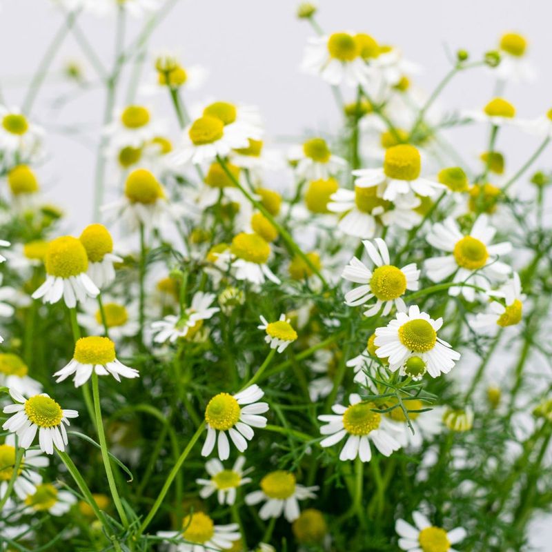 Provide Support For Tall Varieties
