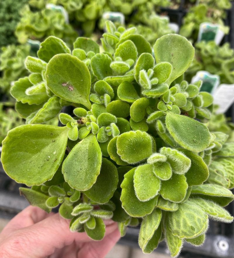 Aromatic Cuban Oregano