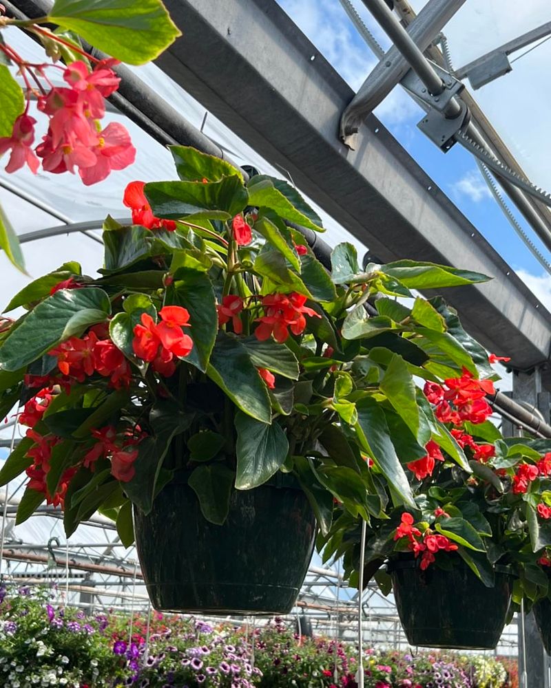 Dragon Wing Begonia