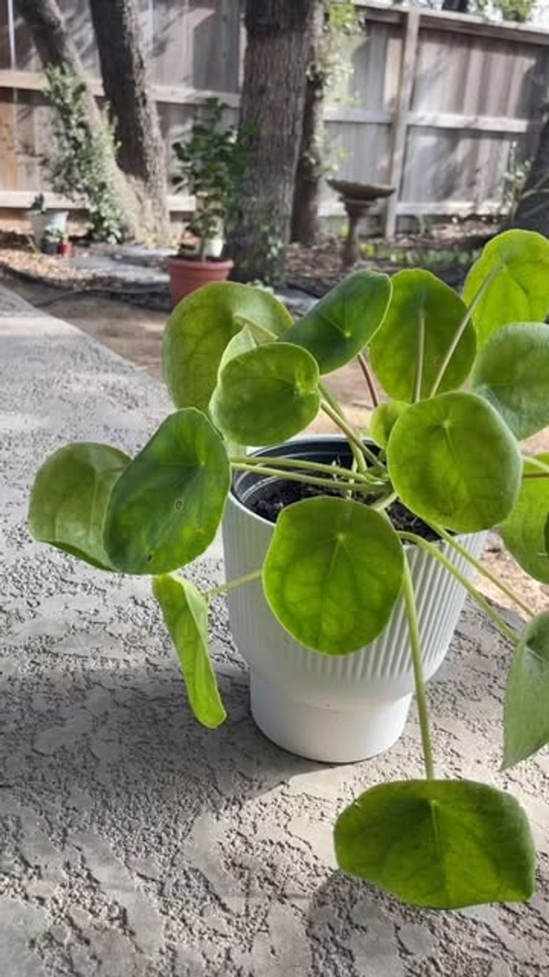 Chinese Money Plant