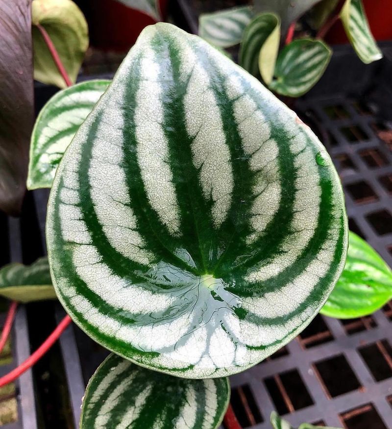 Peperomia