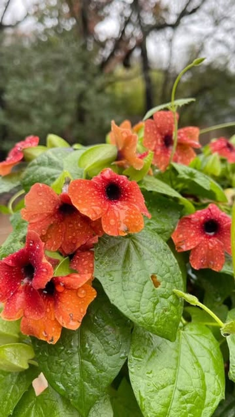 Thunbergia