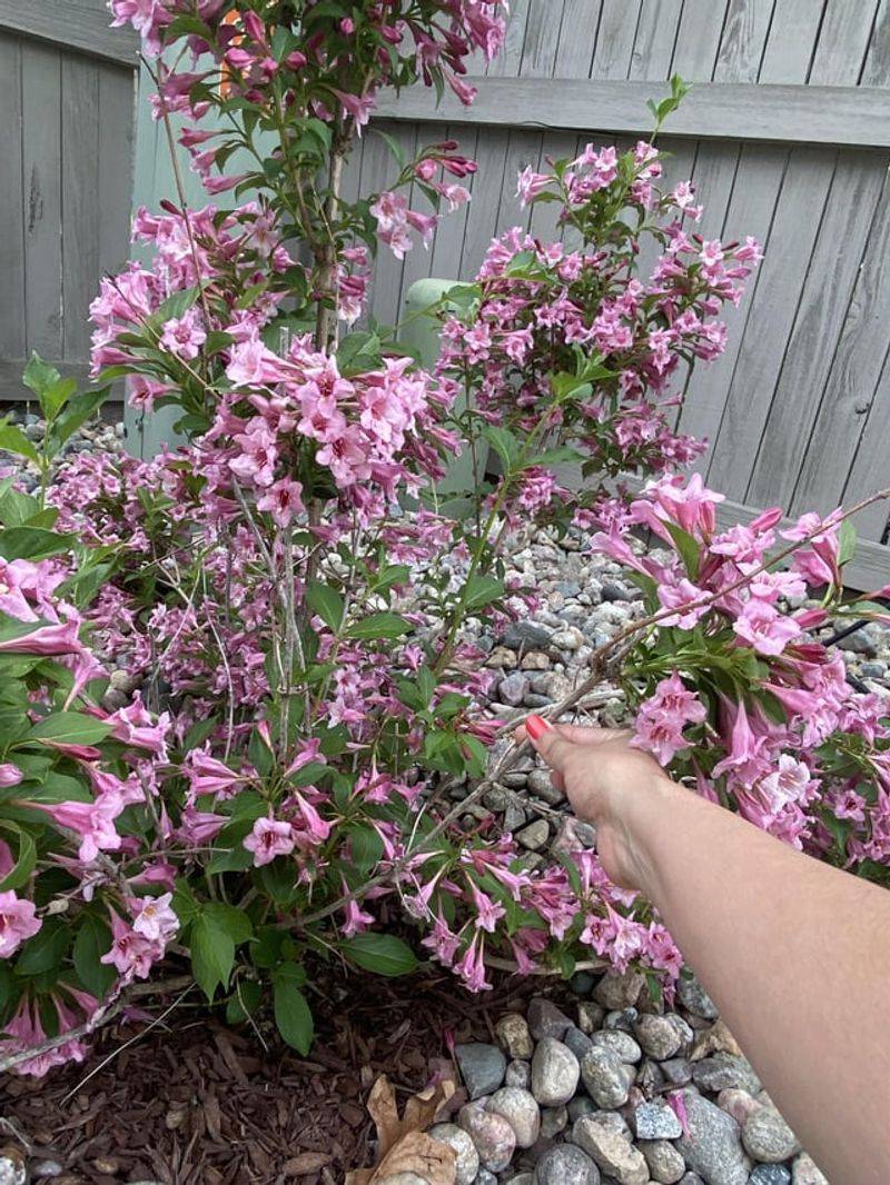 Weigela