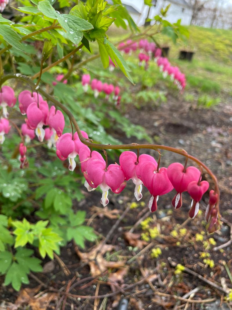 Bleeding Hearts
