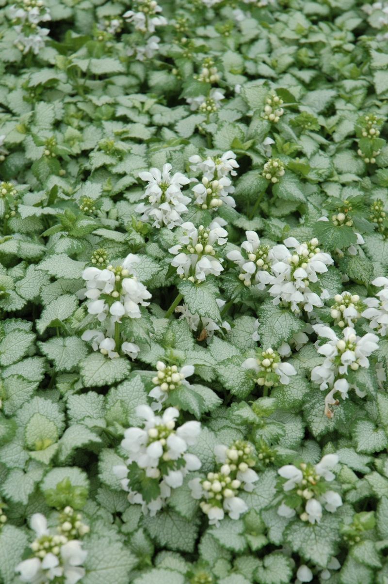 Spotted Deadnettle For Colorful Carpets