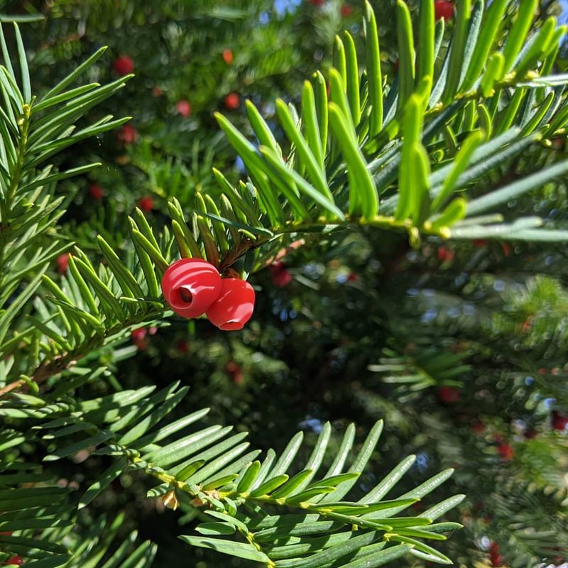 Yew Bushes Contain Deadly Toxins