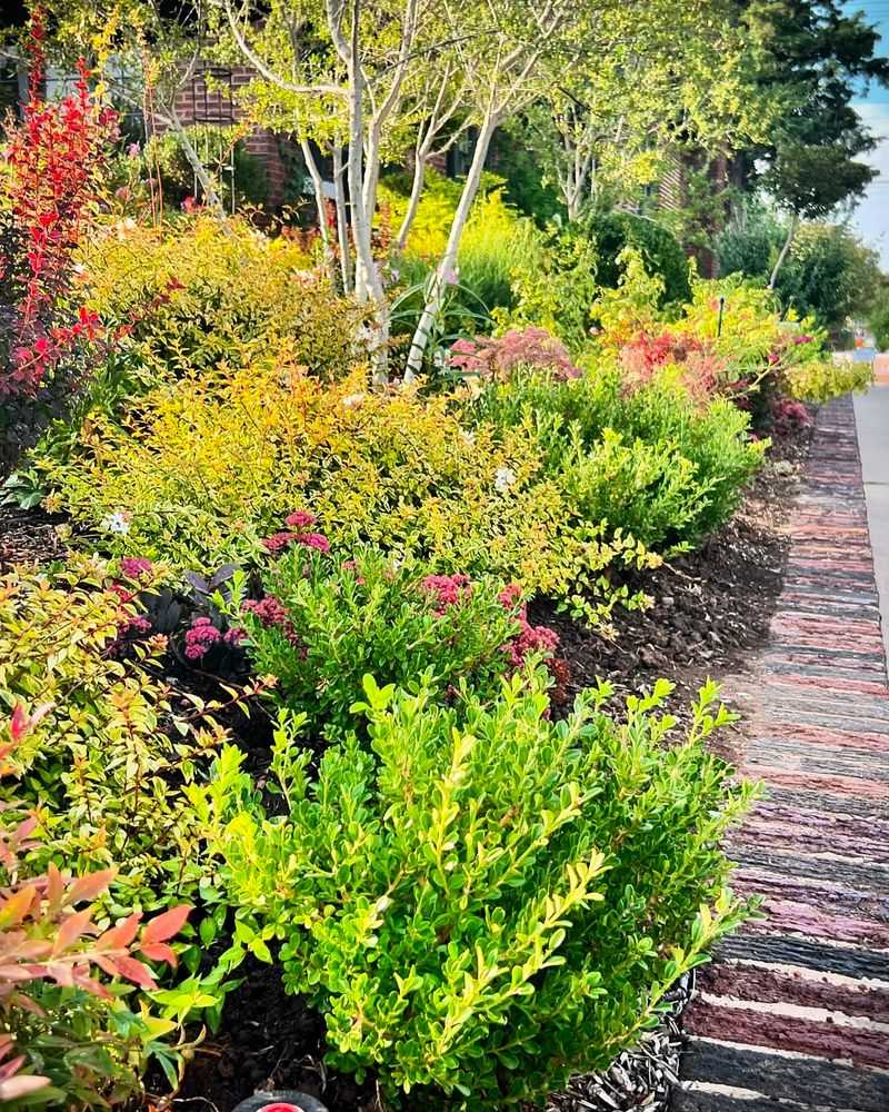 Boxwood Benefits From Light Shaping