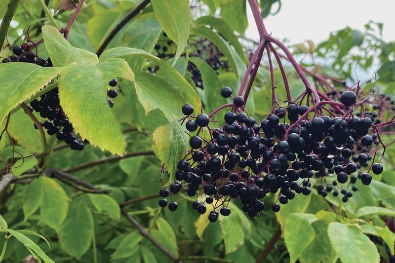 Elderberries Face Water Stress