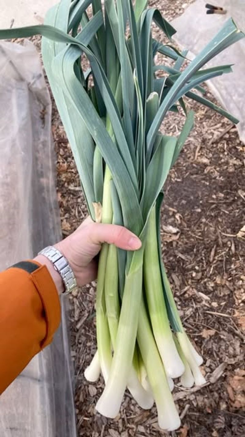 Leeks: The Slow-Growing Standby