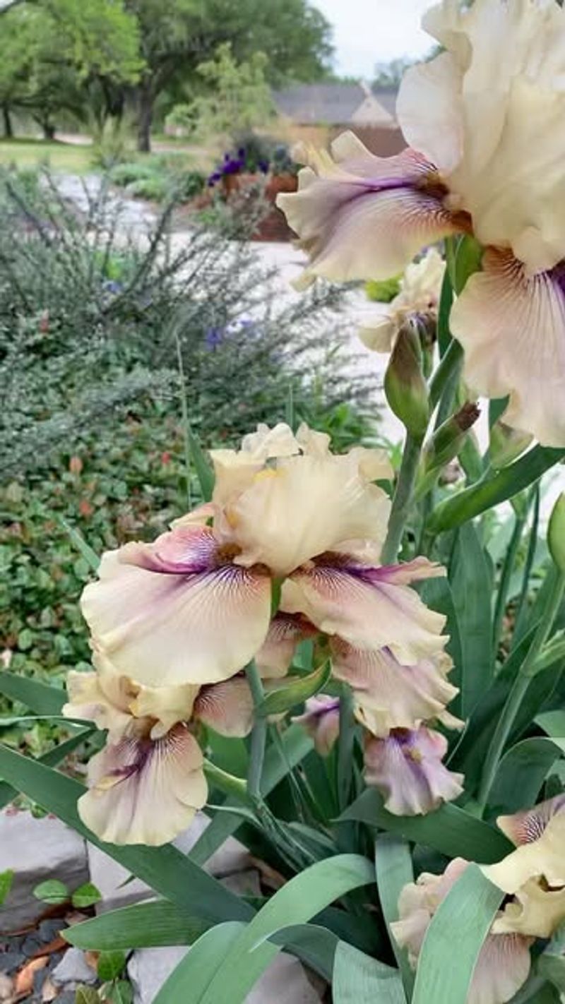 Bearded Iris: Drought-Defying Beauties