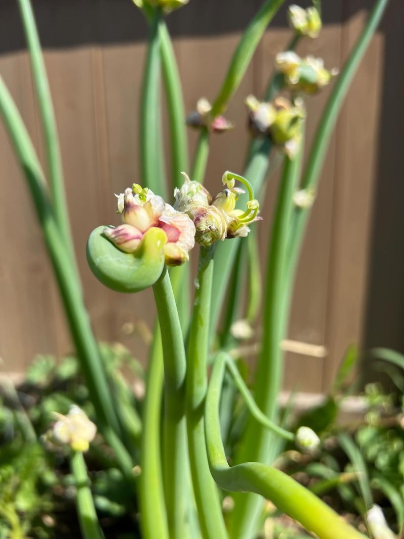 Egyptian Walking Onion