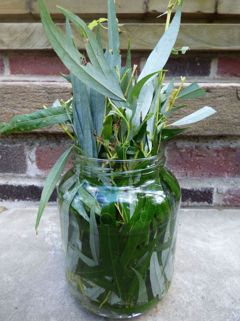 Willow Water