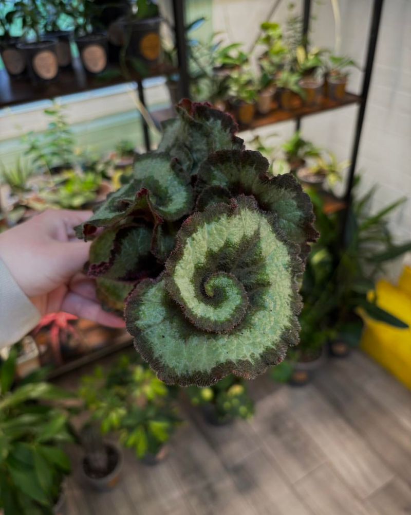 Escargot Begonia