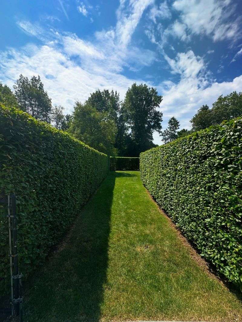 Privet