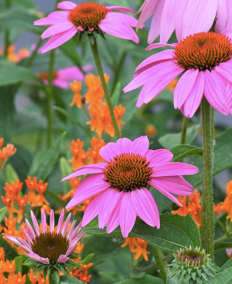 Pollinator Pathways