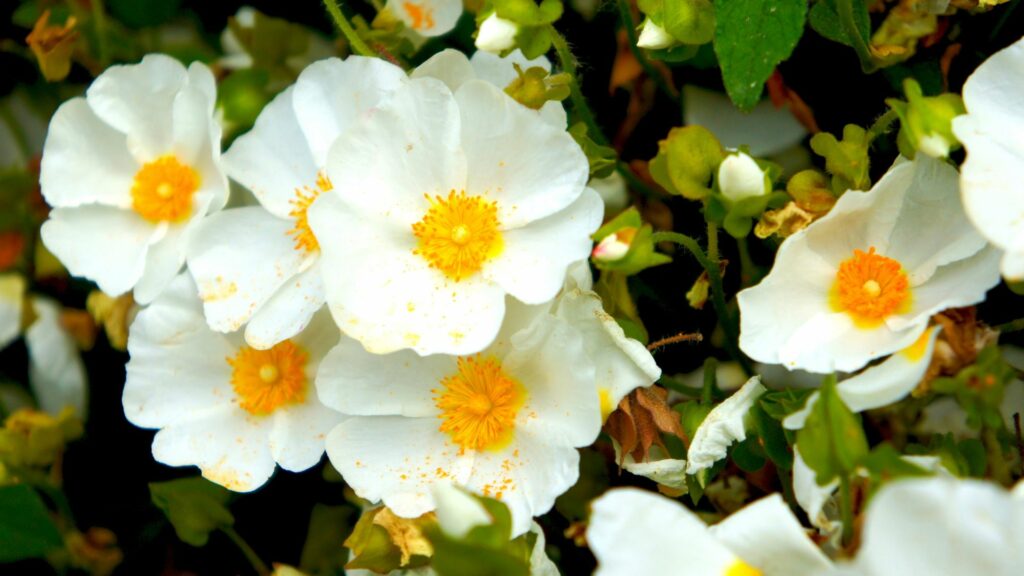 Rockrose (Cistus x hybridus)