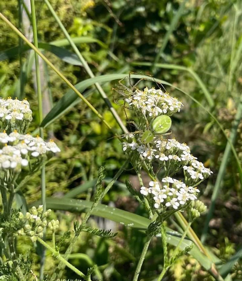 Yarrow