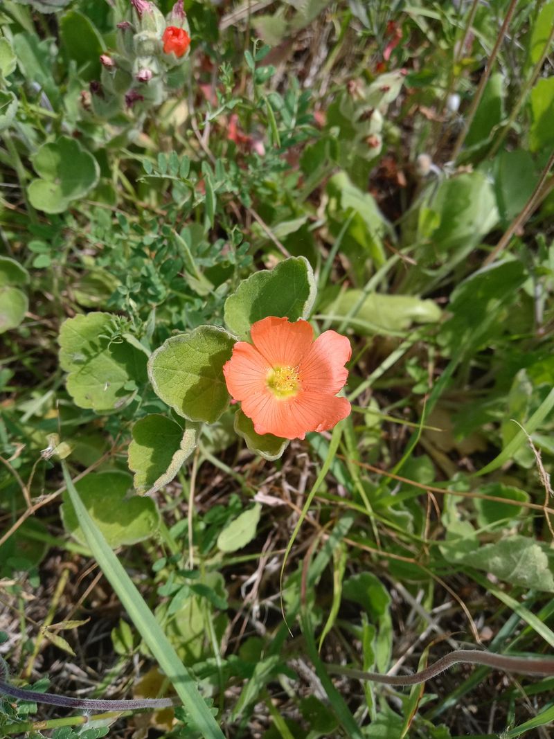 Globemallow