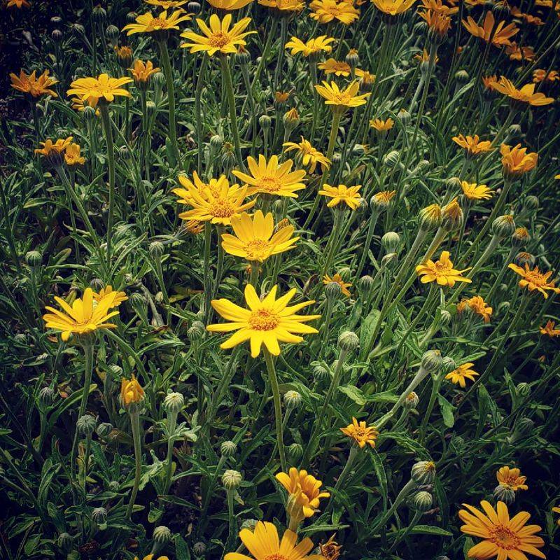 Cascade Oregon Sunshine (Eriophyllum lanatum)