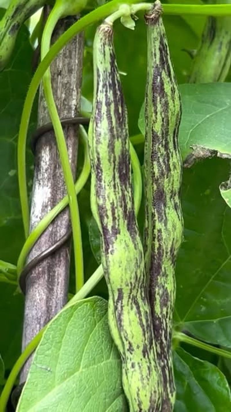 Rattlesnake Pole Beans