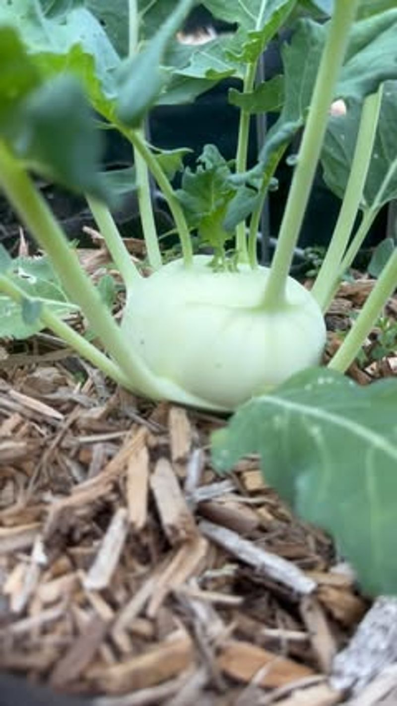 Kohlrabi
