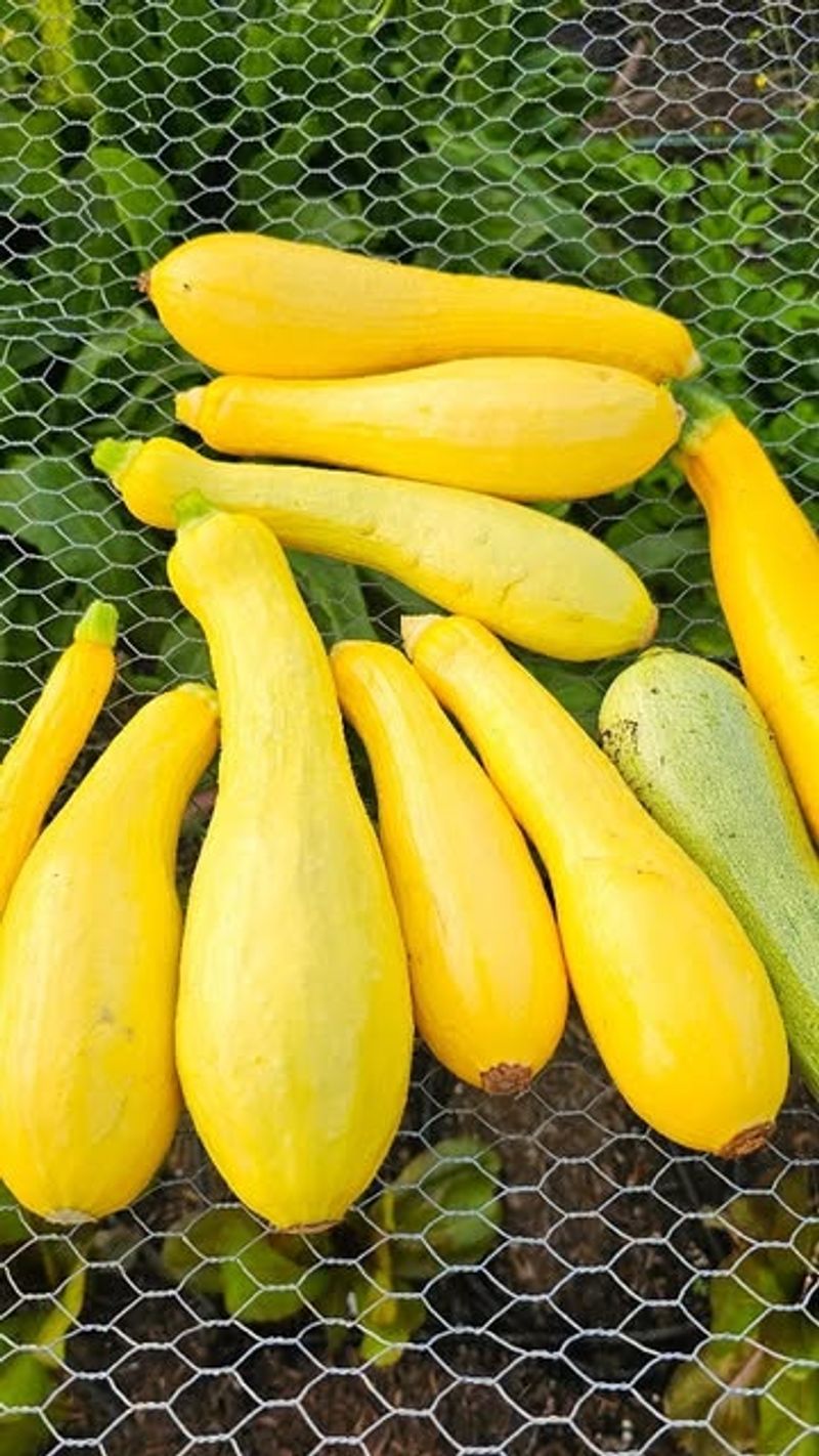 Gentry Yellow Straightneck