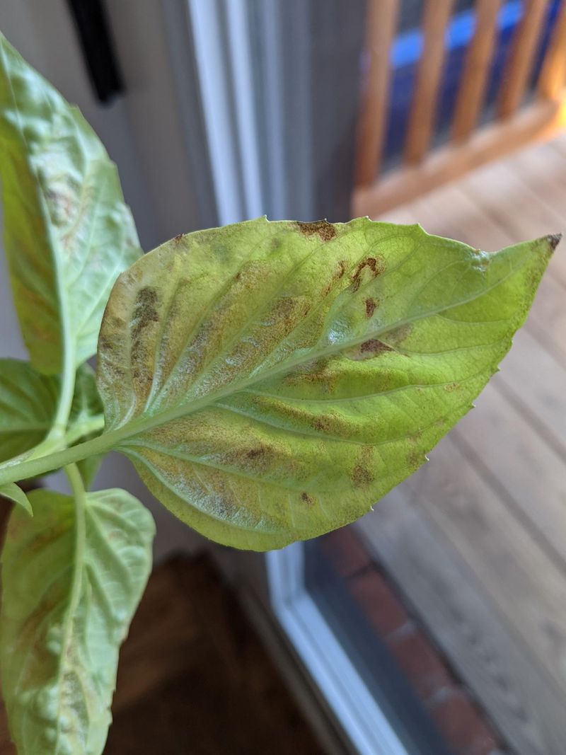 Disease