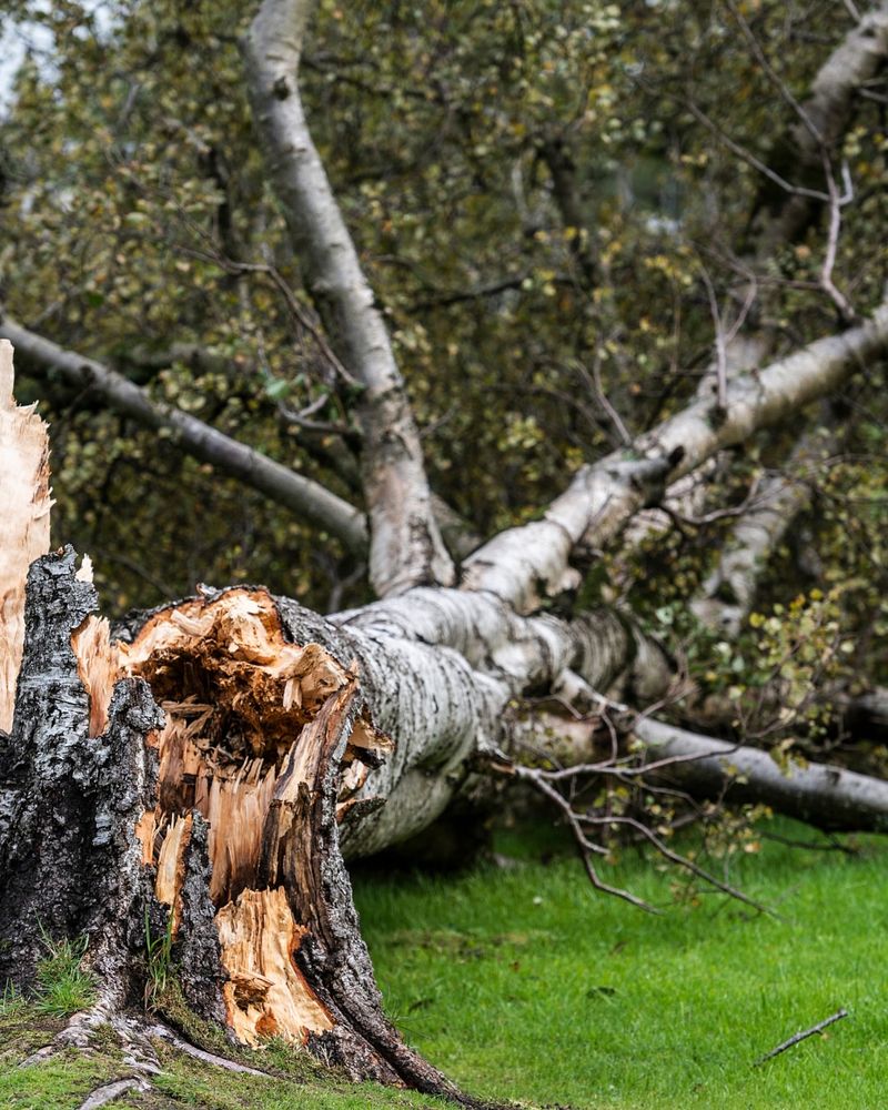 Leaning Trunks After Storms