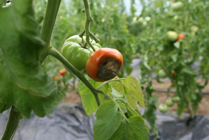 Planting In Cold Soil